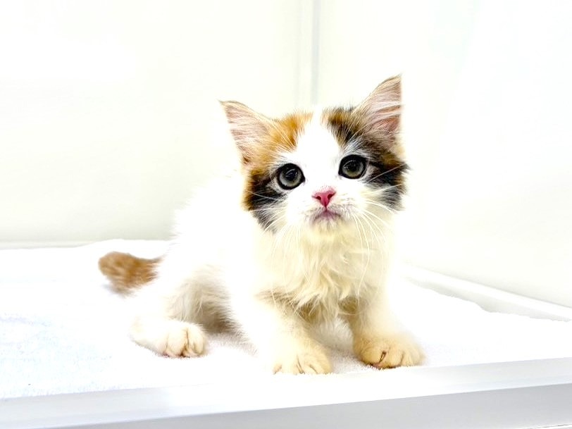 東京都のミヌエット (かねだい本町田店/2025年9月8日生まれ/女の子/キャリコ)の子猫の1枚目の画像