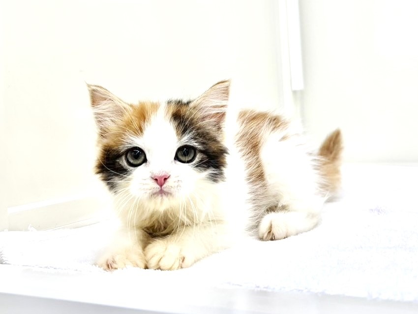 東京都のミヌエット (かねだい本町田店/2025年9月8日生まれ/女の子/キャリコ)の子猫の2枚目の画像