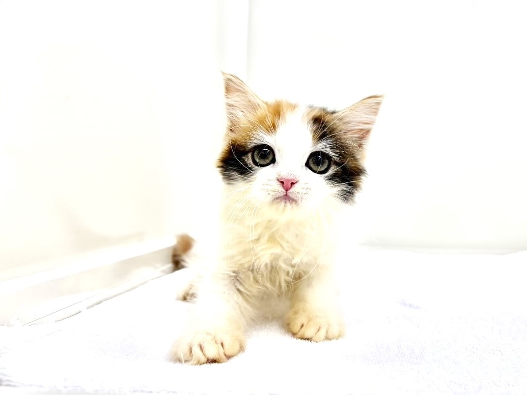 東京都のミヌエット (かねだい本町田店/2025年9月8日生まれ/女の子/キャリコ)の子猫の3枚目の画像