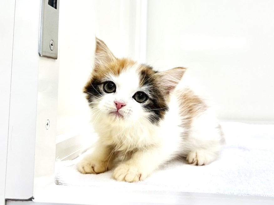 東京都のミヌエット (かねだい本町田店/2025年9月8日生まれ/女の子/キャリコ)の子猫の4枚目の画像