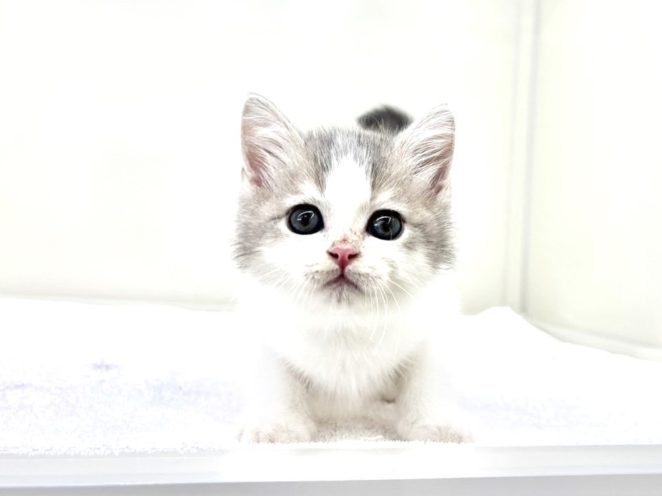 東京都のマンチカン (かねだい本町田店/2025年9月13日生まれ/男の子/ブルーホワイト)の子猫の1枚目の画像