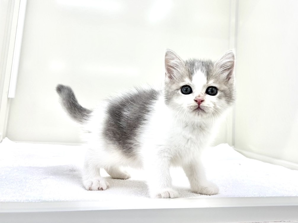 東京都のマンチカン (かねだい本町田店/2025年9月13日生まれ/男の子/ブルーホワイト)の子猫の2枚目の画像