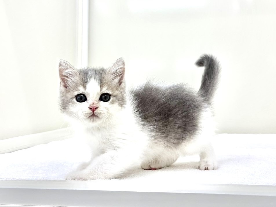 東京都のマンチカン (かねだい本町田店/2025年9月13日生まれ/男の子/ブルーホワイト)の子猫の3枚目の画像