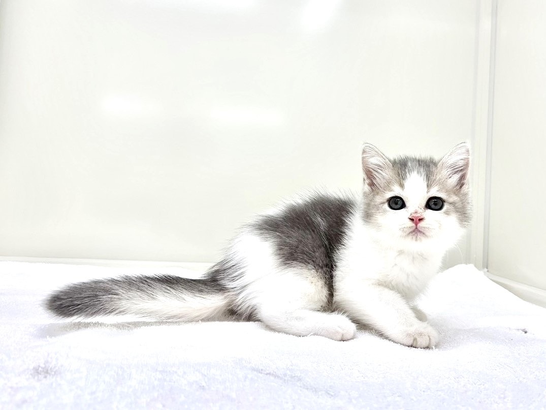 東京都のマンチカン (かねだい本町田店/2025年9月13日生まれ/男の子/ブルーホワイト)の子猫の4枚目の画像