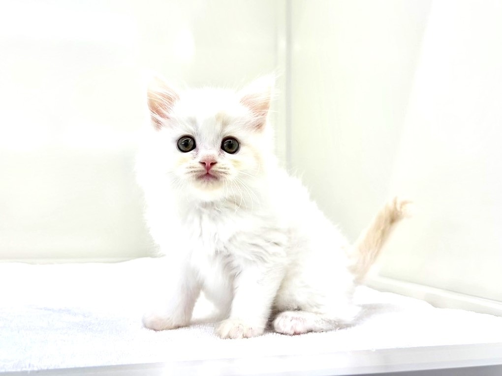 東京都のハーフ猫・ミックス猫 (かねだい本町田店/2025年9月14日生まれ/男の子/クリームタビーホワイト)の子猫の2枚目の画像