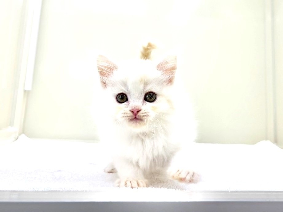 東京都のハーフ猫・ミックス猫 (かねだい本町田店/2025年9月14日生まれ/男の子/クリームタビーホワイト)の子猫の3枚目の画像