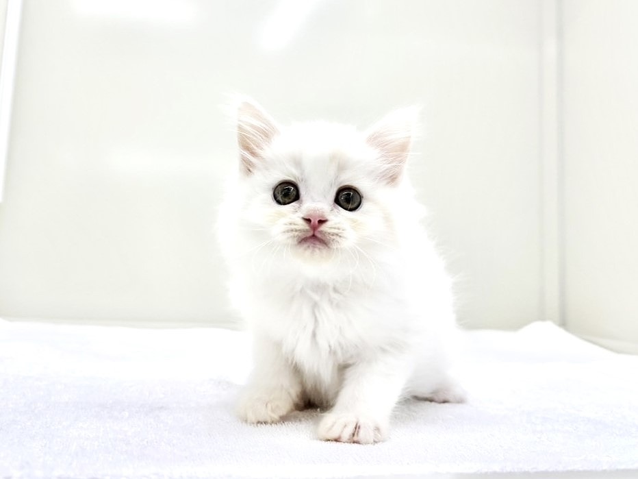 東京都のハーフ猫・ミックス猫 (かねだい本町田店/2025年9月14日生まれ/男の子/クリームタビーホワイト)の子猫の4枚目の画像