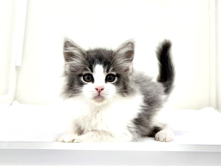 東京都のメインクーン (かねだい本町田店/2025年9月7日生まれ/男の子/ブルーホワイト)の子猫の1枚目の画像