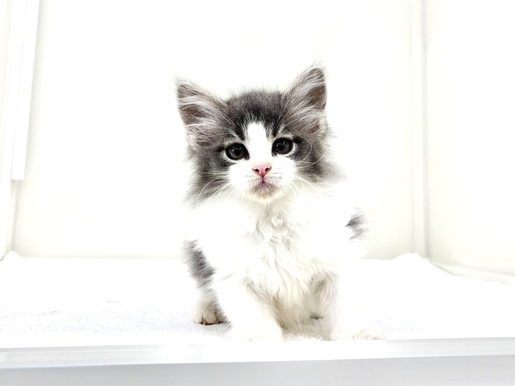 東京都のメインクーン (かねだい本町田店/2025年9月7日生まれ/男の子/ブルーホワイト)の子猫の2枚目の画像