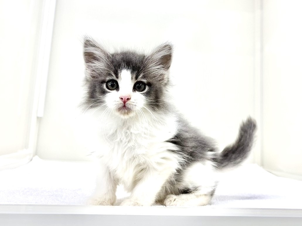 東京都のメインクーン (かねだい本町田店/2025年9月7日生まれ/男の子/ブルーホワイト)の子猫の3枚目の画像