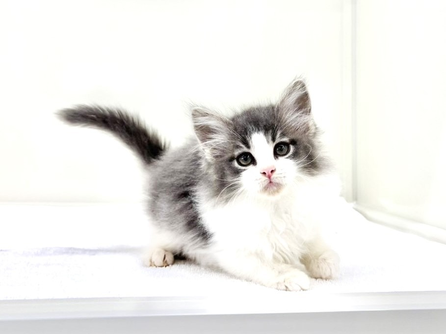 東京都のメインクーン (かねだい本町田店/2025年9月7日生まれ/男の子/ブルーホワイト)の子猫の4枚目の画像