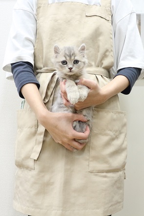 神奈川県のアメリカンカール (かねだい伊勢原店/2025年9月6日生まれ/女の子/ブルータビー)の子猫