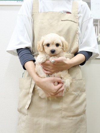 神奈川県のマルプー(マルチーズ×プードル) (かねだい伊勢原店/2025年9月12日生まれ/男の子/クリーム)の子犬