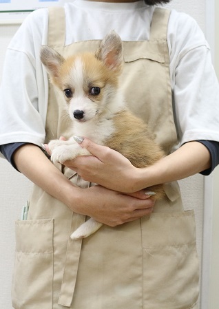神奈川県のウェルシュコーギーペンブローク (かねだい伊勢原店/2025年9月9日生まれ/男の子/レッドホワイト)の子犬