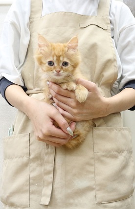 神奈川県のサイベリアン (かねだい伊勢原店/2025年9月13日生まれ/女の子/レッドタビー)の子猫