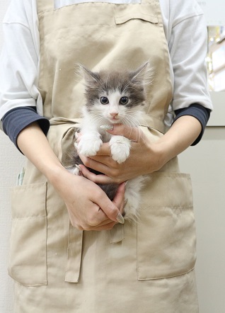 神奈川県のノルウェージャンフォレストキャット (かねだい伊勢原店/2025年9月8日生まれ/女の子/ブルータビーホワイト)の子猫