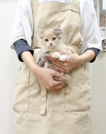 神奈川県のメインクーン (かねだい伊勢原店/2025年9月7日生まれ/女の子/ブルーパッチドタビーホワイト)の子猫