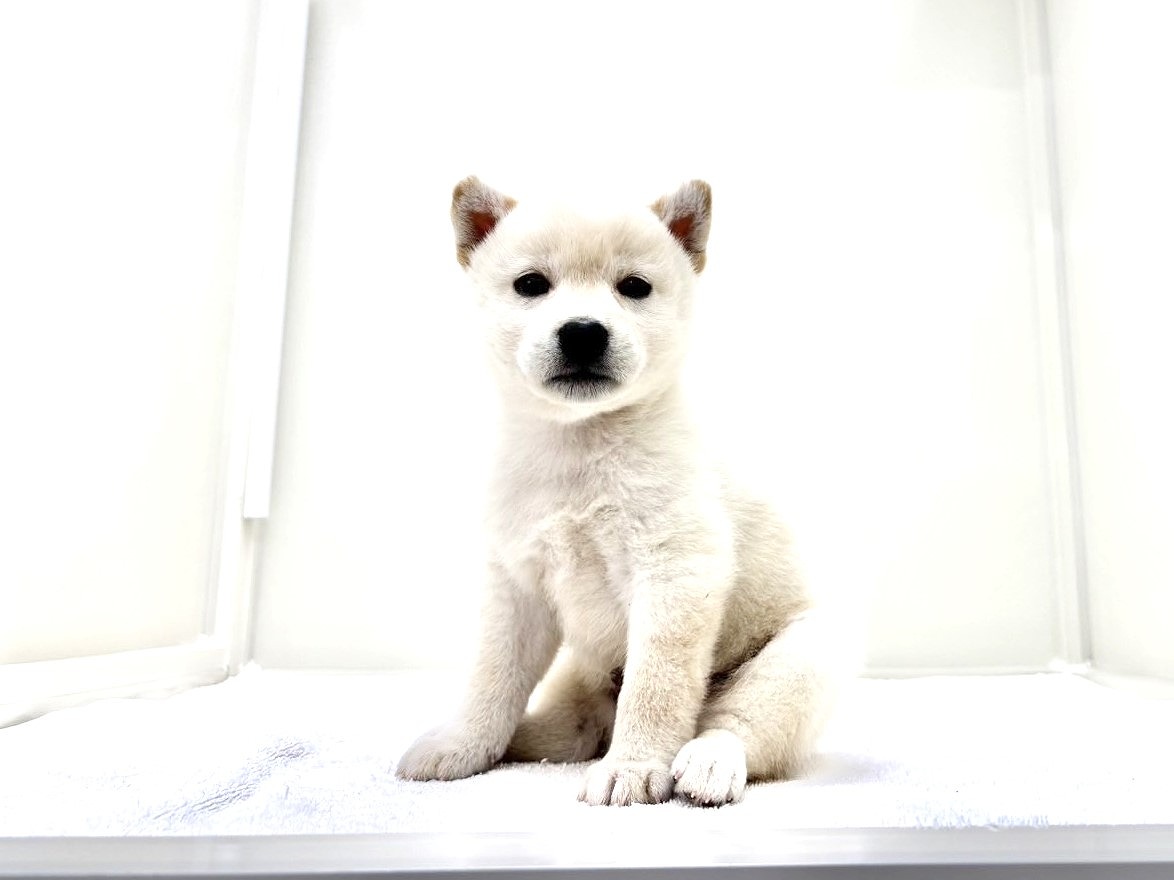 東京都の豆柴 (かねだい本町田店/2025年9月14日生まれ/男の子/白)の子犬の1枚目の画像
