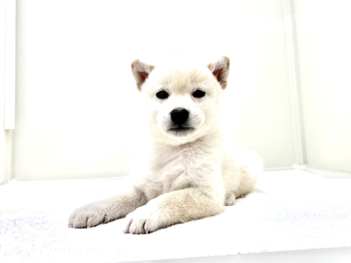 東京都の豆柴 (かねだい本町田店/2025年9月14日生まれ/男の子/白)の子犬の4枚目の画像