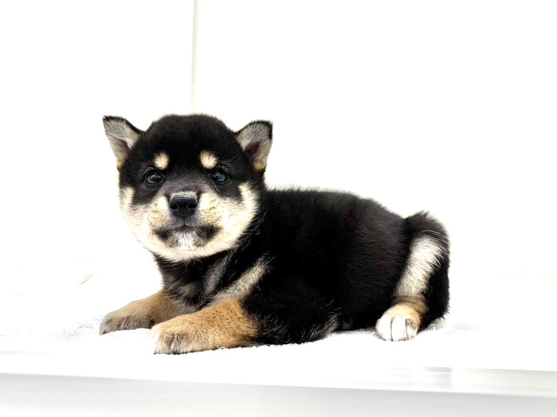 東京都の豆柴 (かねだい本町田店/2025年9月14日生まれ/男の子/黒)の子犬の1枚目の画像