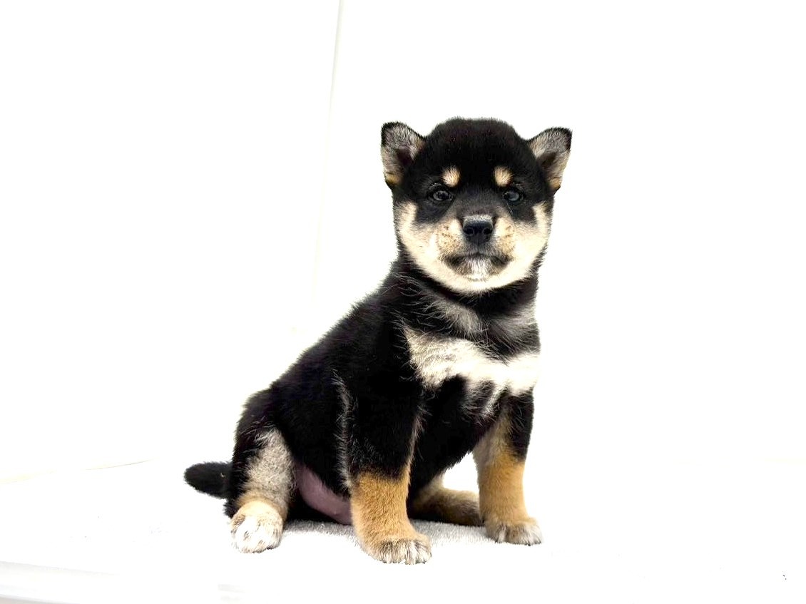 東京都の豆柴 (かねだい本町田店/2025年9月14日生まれ/男の子/黒)の子犬の2枚目の画像