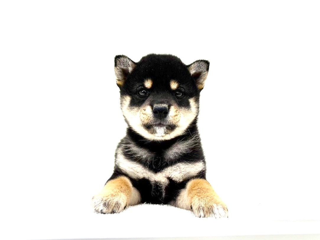 東京都の豆柴 (かねだい本町田店/2025年9月14日生まれ/男の子/黒)の子犬の3枚目の画像