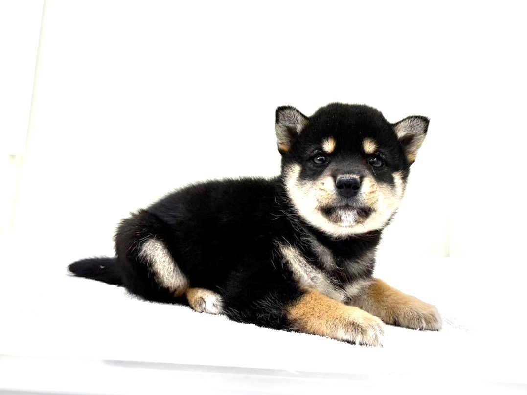 東京都の豆柴 (かねだい本町田店/2025年9月14日生まれ/男の子/黒)の子犬の4枚目の画像