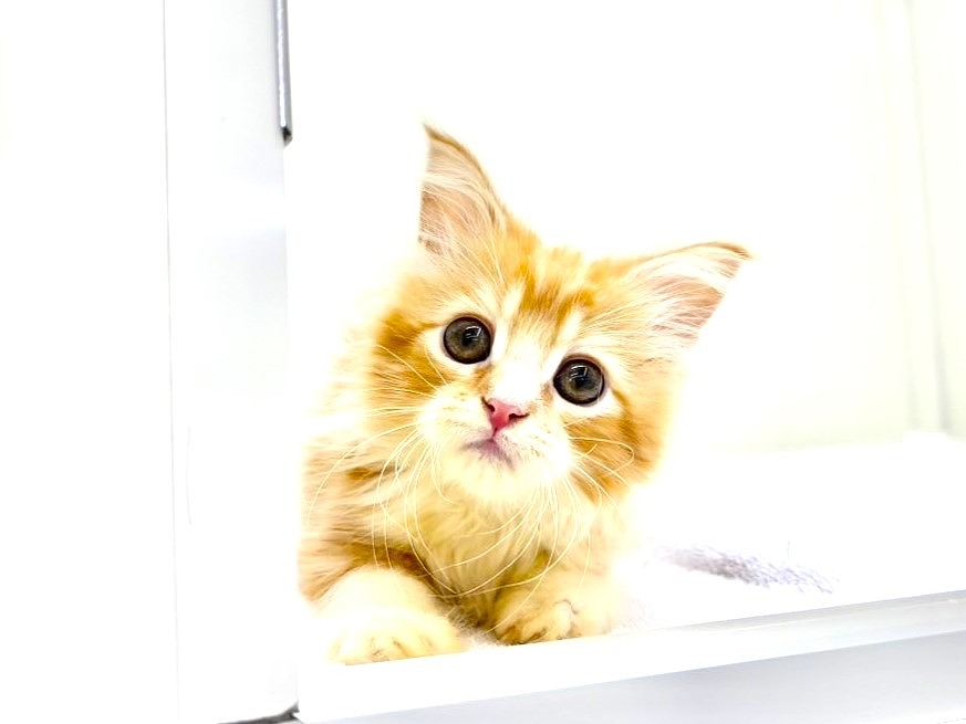 東京都のミヌエット (かねだい本町田店/2025年9月8日生まれ/男の子/レッドタビーホワイト)の子猫の1枚目の画像