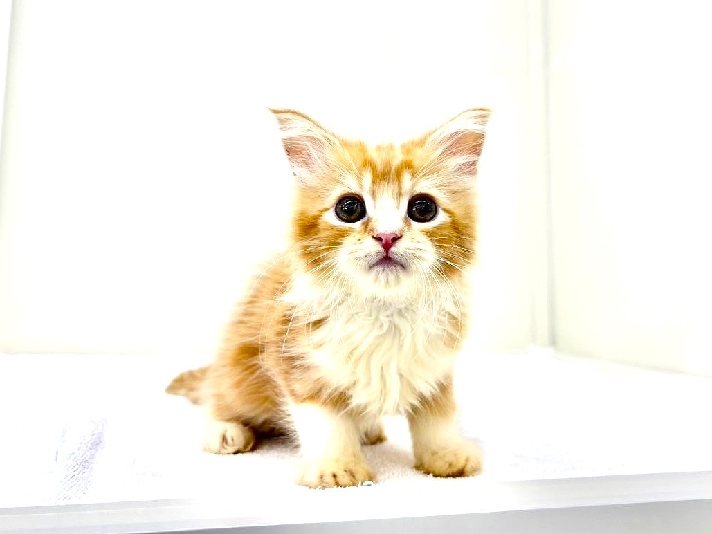 東京都のミヌエット (かねだい本町田店/2025年9月8日生まれ/男の子/レッドタビーホワイト)の子猫の2枚目の画像