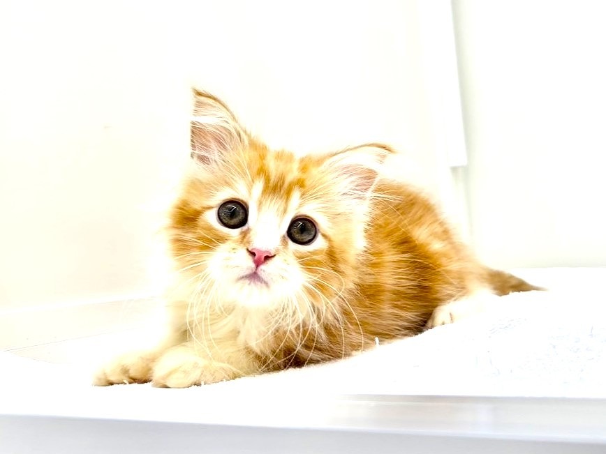 東京都のミヌエット (かねだい本町田店/2025年9月8日生まれ/男の子/レッドタビーホワイト)の子猫の3枚目の画像