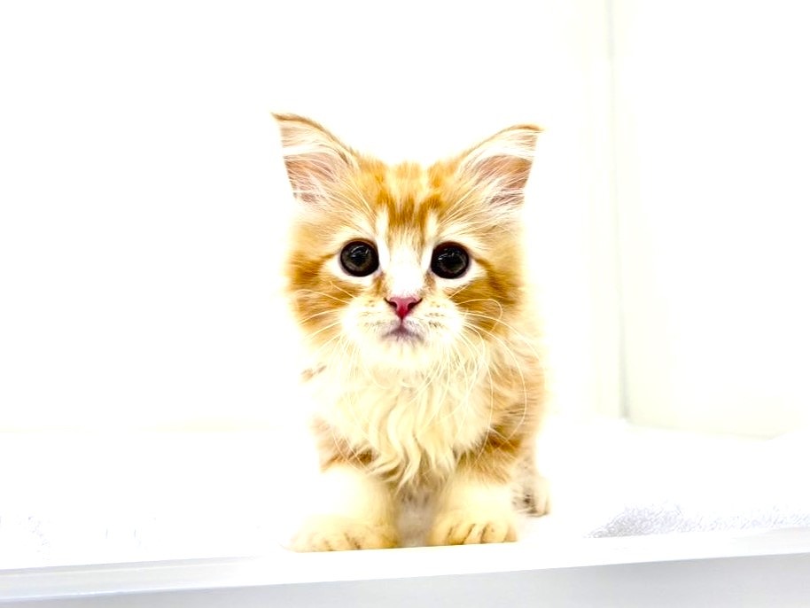 東京都のミヌエット (かねだい本町田店/2025年9月8日生まれ/男の子/レッドタビーホワイト)の子猫の4枚目の画像