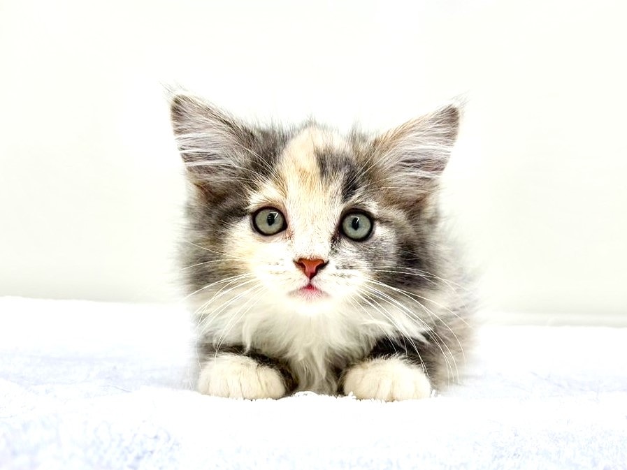 東京都のメインクーン (かねだい本町田店/2025年9月7日生まれ/女の子/ブルーパッチドタビーホワイト)の子猫の1枚目の画像