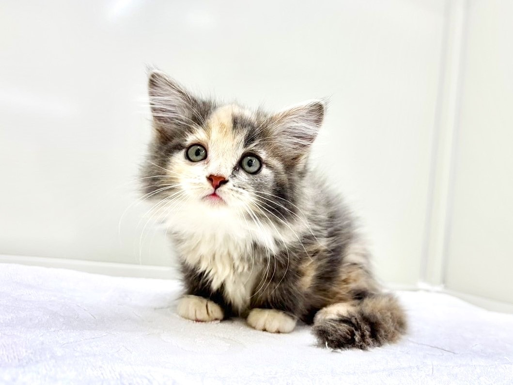 東京都のメインクーン (かねだい本町田店/2025年9月7日生まれ/女の子/ブルーパッチドタビーホワイト)の子猫の2枚目の画像