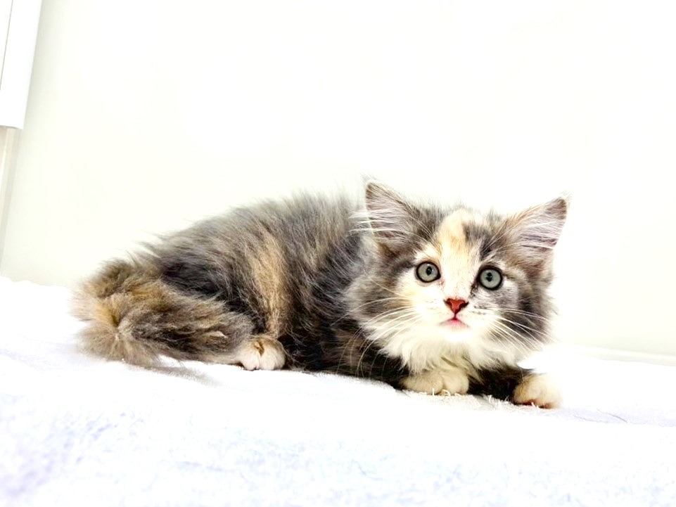 東京都のメインクーン (かねだい本町田店/2025年9月7日生まれ/女の子/ブルーパッチドタビーホワイト)の子猫の3枚目の画像