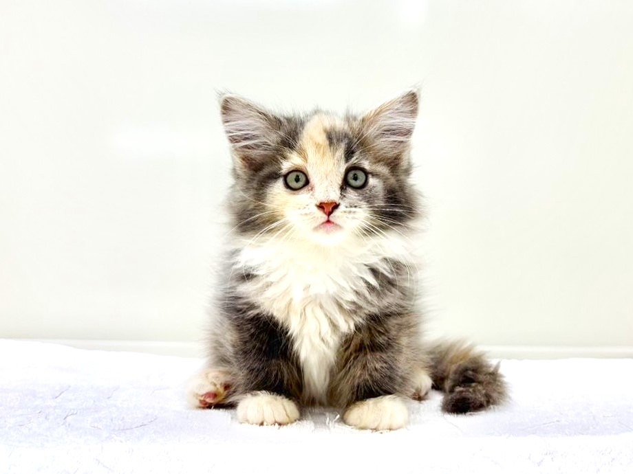 東京都のメインクーン (かねだい本町田店/2025年9月7日生まれ/女の子/ブルーパッチドタビーホワイト)の子猫の4枚目の画像