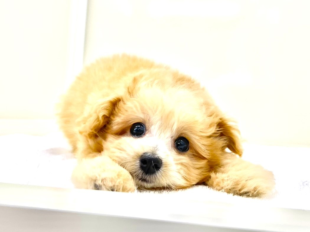 東京都のチワプー/プーチー(チワワ×プードル) (かねだい本町田店/2025年8月27日生まれ/男の子/アプリコット)の子犬の1枚目の画像