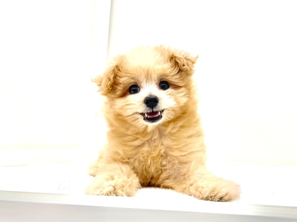 東京都のチワプー/プーチー(チワワ×プードル) (かねだい本町田店/2025年8月27日生まれ/男の子/アプリコット)の子犬の2枚目の画像