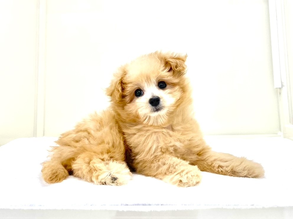 東京都のチワプー/プーチー(チワワ×プードル) (かねだい本町田店/2025年8月27日生まれ/男の子/アプリコット)の子犬の3枚目の画像