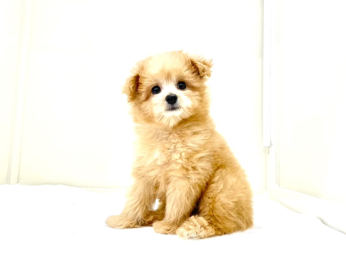 東京都のチワプー/プーチー(チワワ×プードル) (かねだい本町田店/2025年8月27日生まれ/男の子/アプリコット)の子犬の4枚目の画像