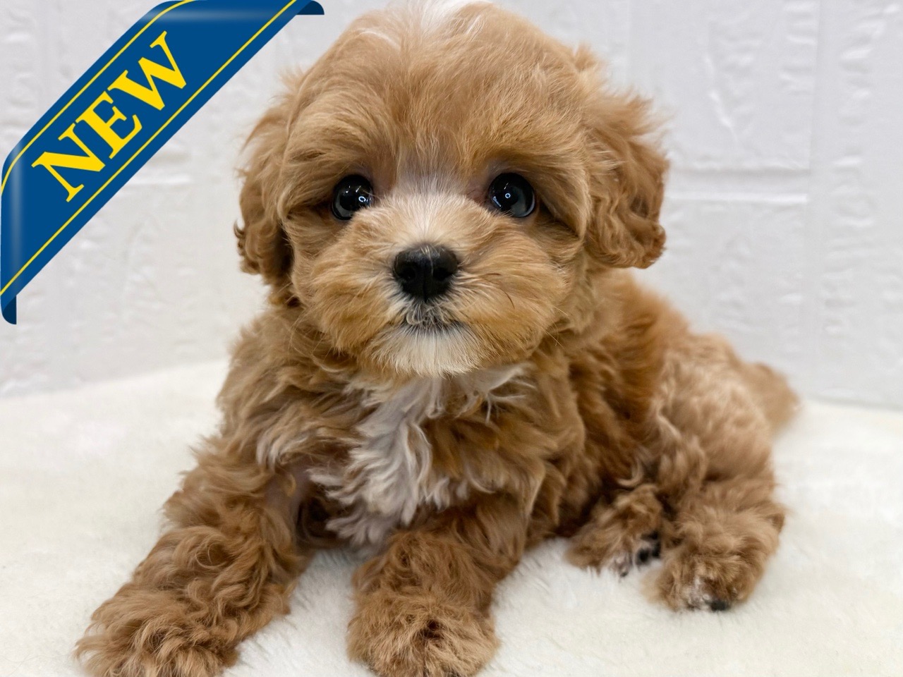 東京都のマルプー(マルチーズ×プードル) (かねだい青梅店/2025年9月11日生まれ/女の子/アプリコット)の子犬の1枚目の画像