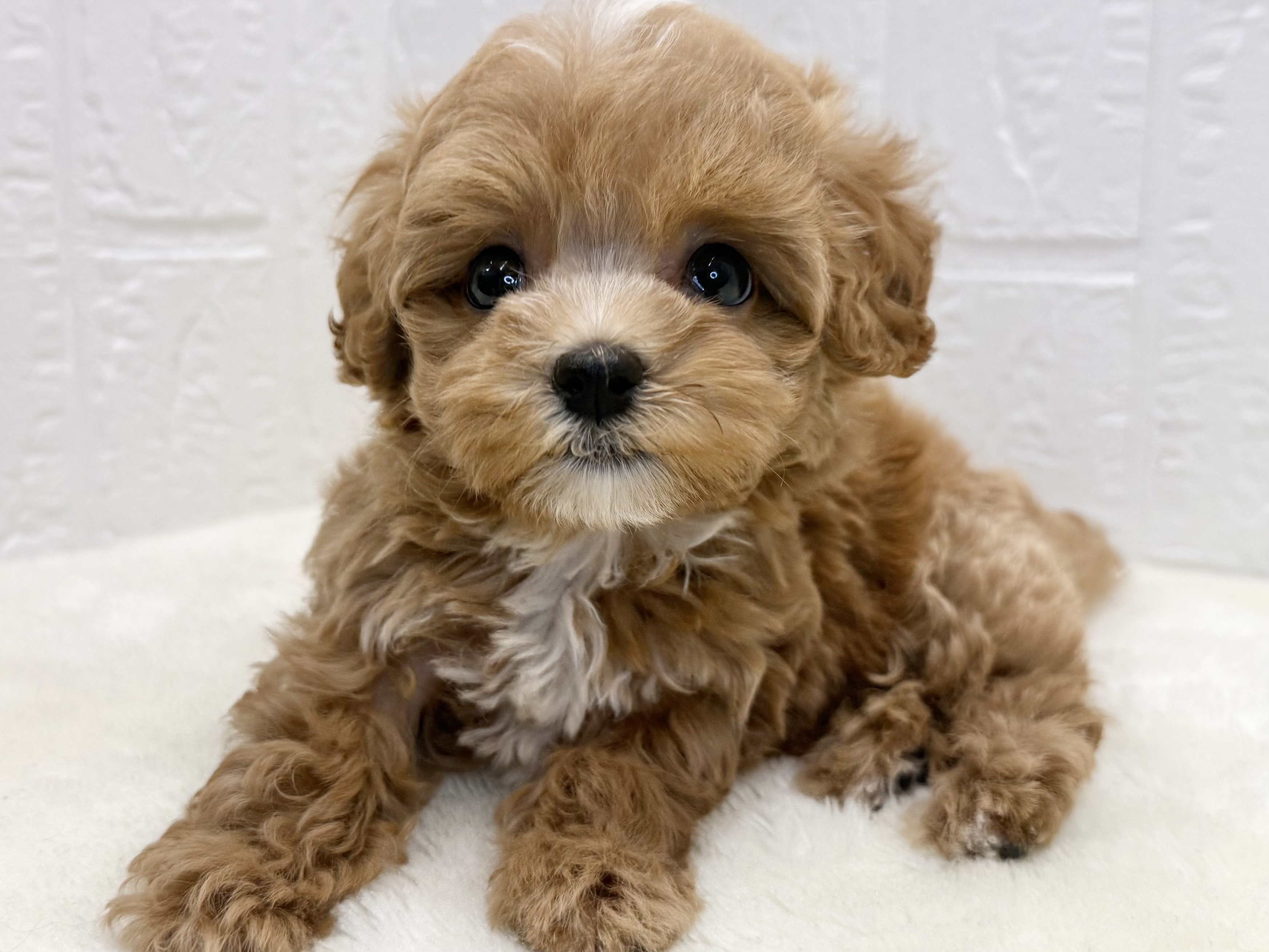 東京都のマルプー(マルチーズ×プードル) (かねだい青梅店/2025年9月11日生まれ/女の子/アプリコット)の子犬の2枚目の画像