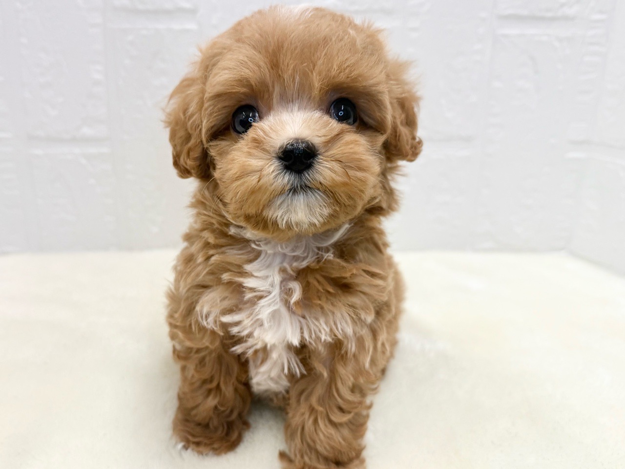 東京都のマルプー(マルチーズ×プードル) (かねだい青梅店/2025年9月11日生まれ/女の子/アプリコット)の子犬の3枚目の画像