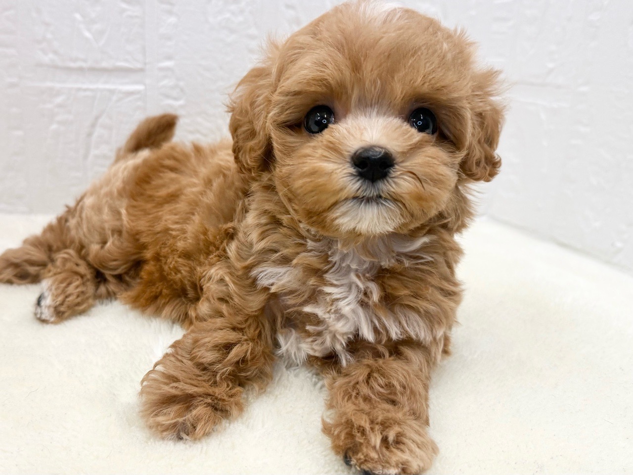 東京都のマルプー(マルチーズ×プードル) (かねだい青梅店/2025年9月11日生まれ/女の子/アプリコット)の子犬の4枚目の画像