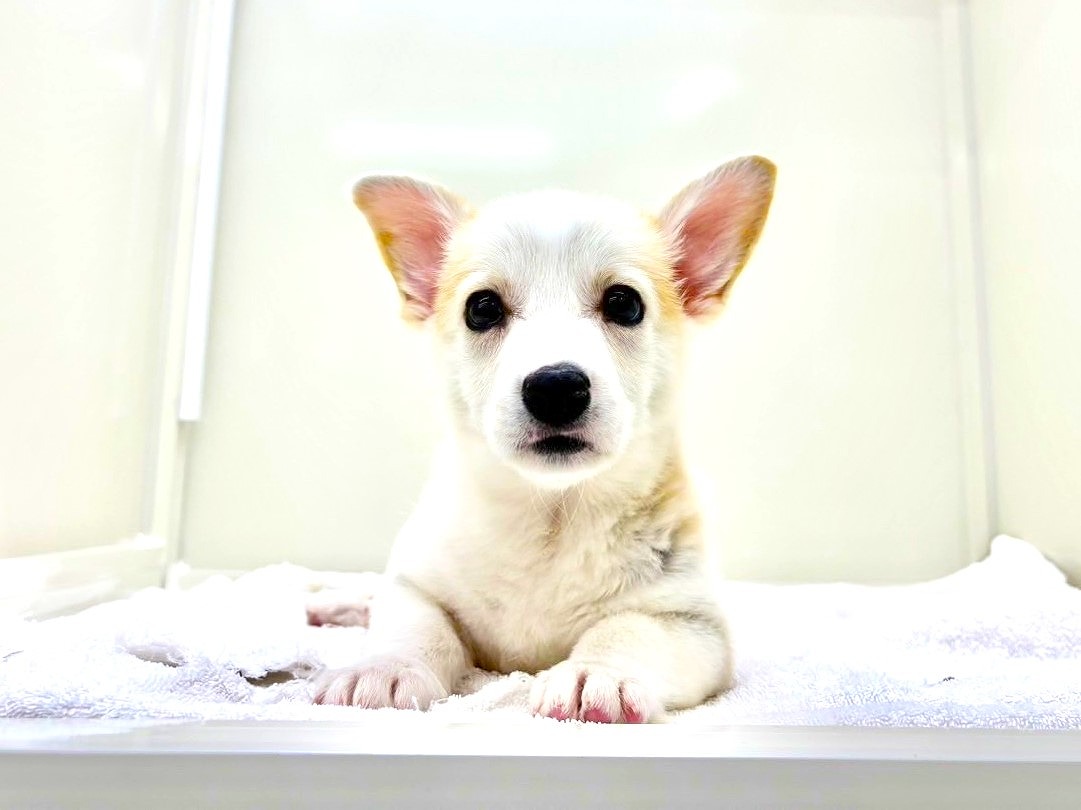 東京都のウェルシュコーギーペンブローク (かねだい本町田店/2025年9月9日生まれ/男の子/フォーンホワイト)の子犬の1枚目の画像