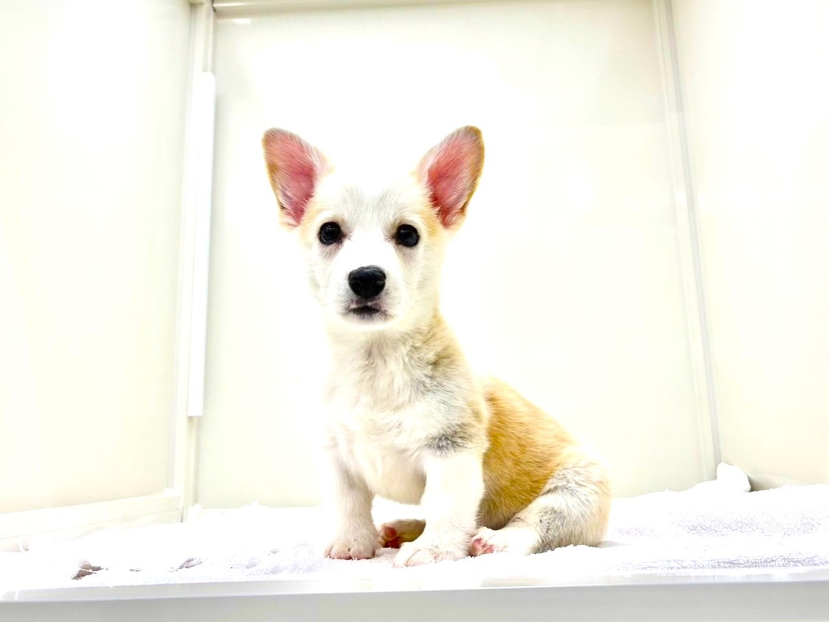 東京都のウェルシュコーギーペンブローク (かねだい本町田店/2025年9月9日生まれ/男の子/フォーンホワイト)の子犬の2枚目の画像