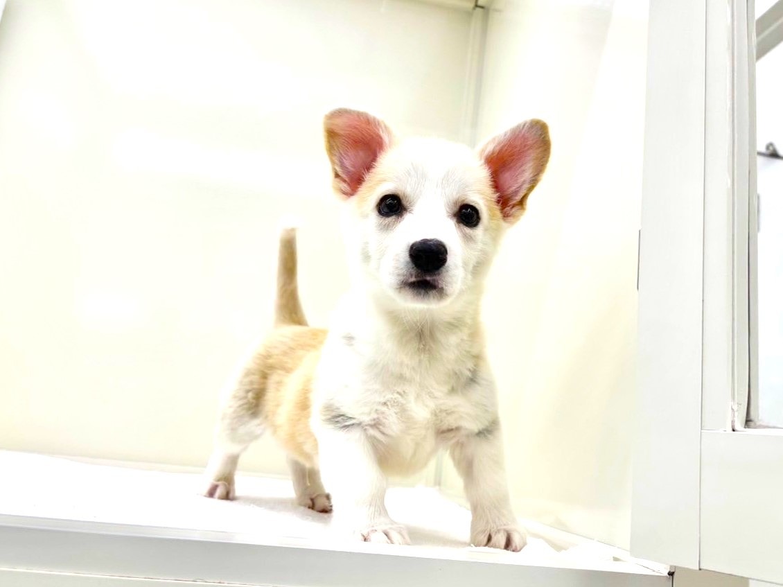 東京都のウェルシュコーギーペンブローク (かねだい本町田店/2025年9月9日生まれ/男の子/フォーンホワイト)の子犬の3枚目の画像