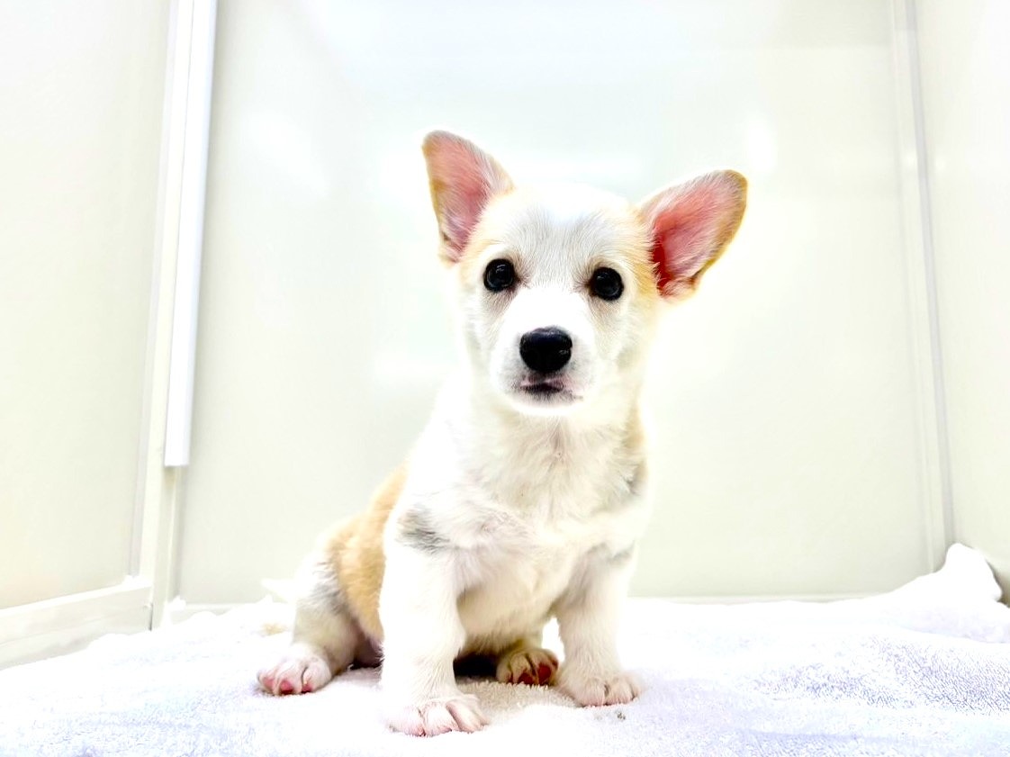 東京都のウェルシュコーギーペンブローク (かねだい本町田店/2025年9月9日生まれ/男の子/フォーンホワイト)の子犬の4枚目の画像