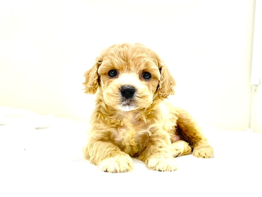 東京都のビションプー(ビションフリーゼ×プードル) (かねだい本町田店/2025年9月13日生まれ/男の子/アプリコットホワイト)の子犬の1枚目の画像