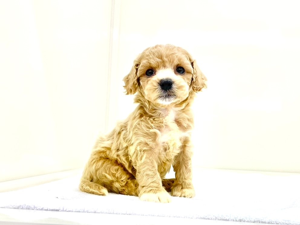 東京都のビションプー(ビションフリーゼ×プードル) (かねだい本町田店/2025年9月13日生まれ/男の子/アプリコットホワイト)の子犬の2枚目の画像