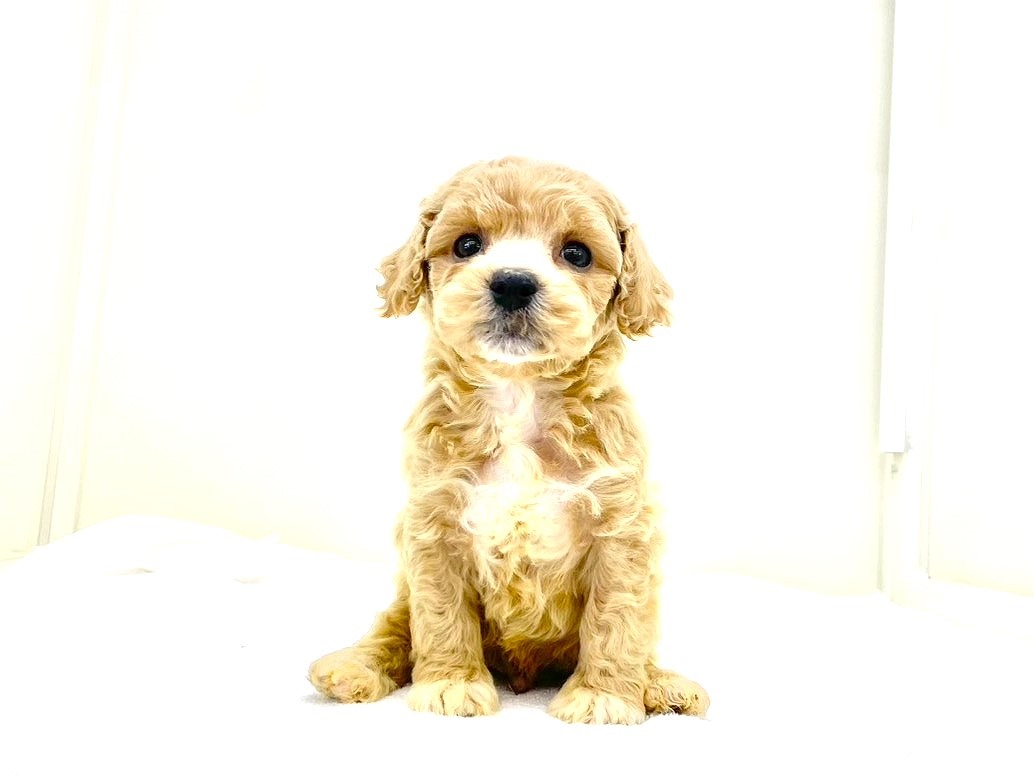 東京都のビションプー(ビションフリーゼ×プードル) (かねだい本町田店/2025年9月13日生まれ/男の子/アプリコットホワイト)の子犬の3枚目の画像